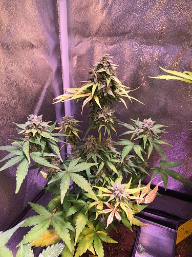Growreport Bild 4