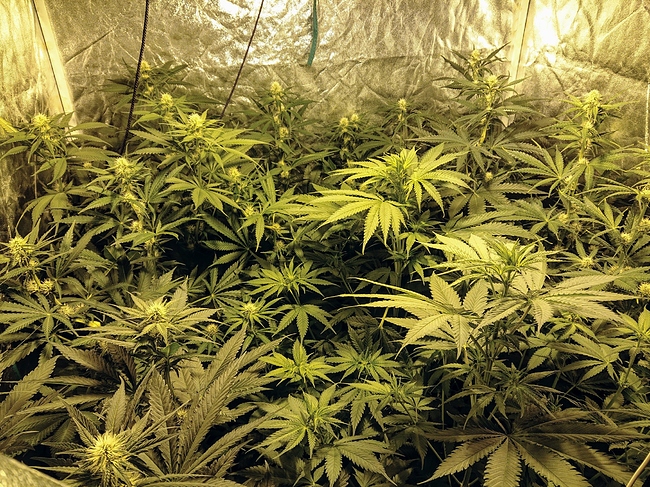 Growreport Bild 3