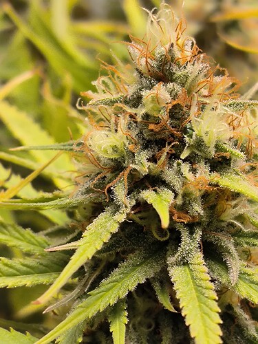 Growreport Bild 18