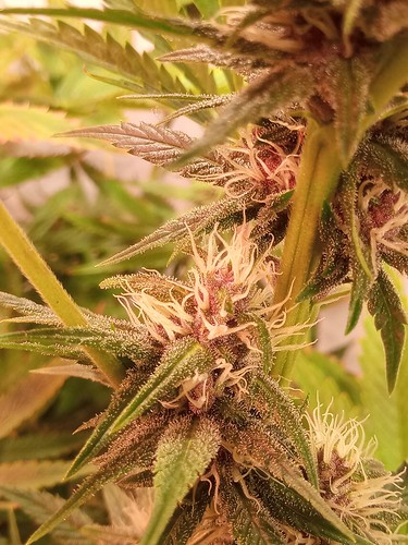 Growreport Bild 7