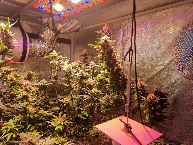 Growreport Bild 44