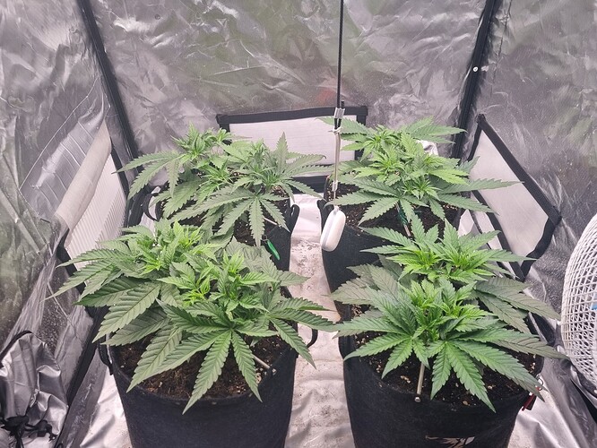 Growreport Bild 43