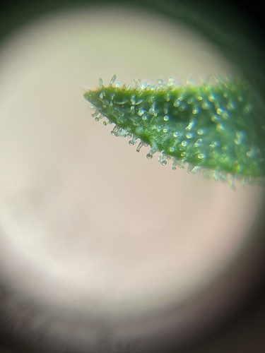 Growreport Bild 62