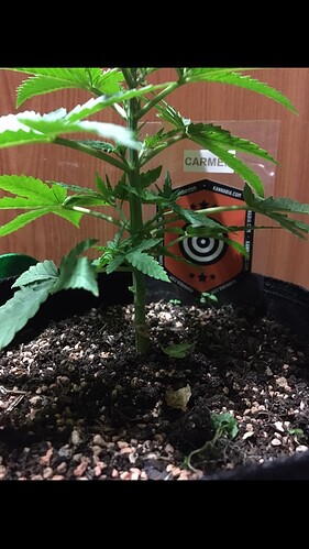 Growreport Bild 4