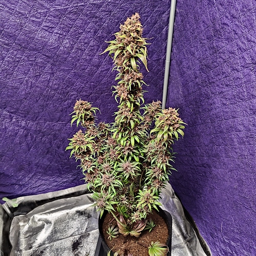 Growreport Bild 60