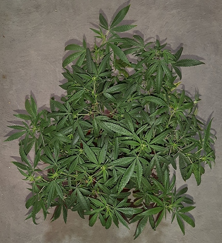 Growreport Bild 11