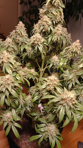 Growreport Bild 6