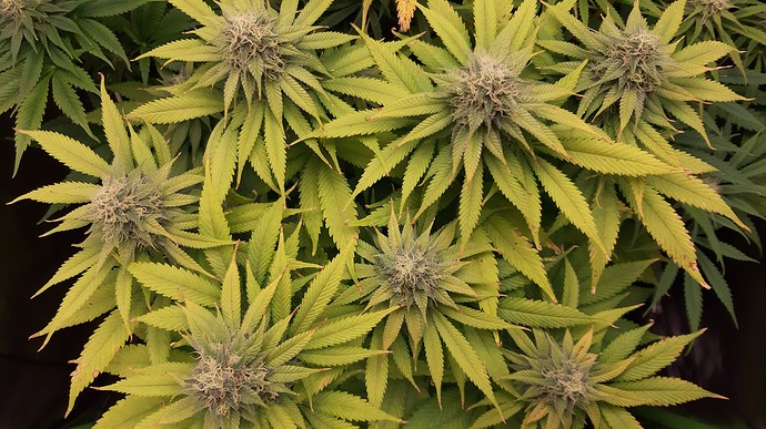 Growreport Bild 7