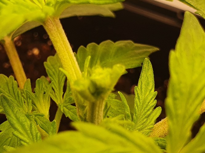 Growreport Bild 3