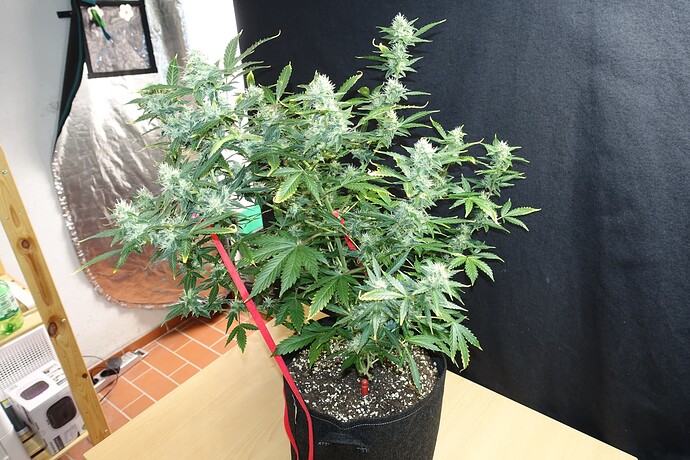 Growreport Bild 4