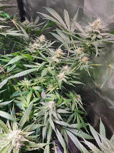 Growreport Bild 4