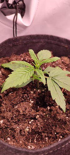 Growreport Bild 3