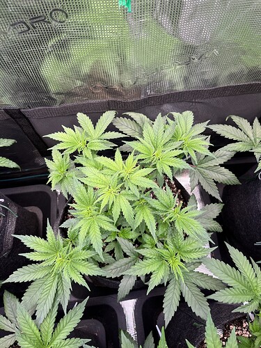 Growreport Bild 16
