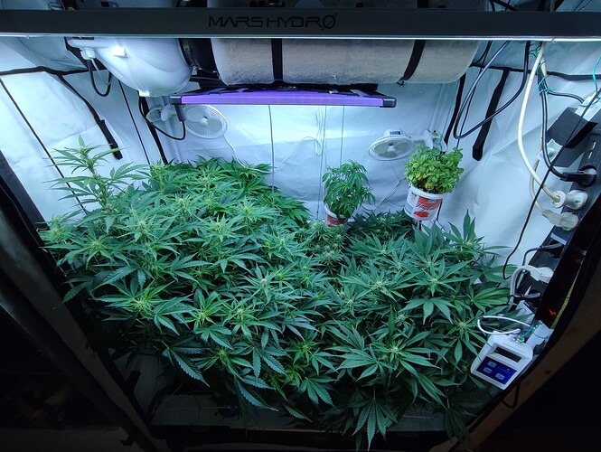 Growreport Bild 43