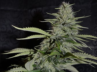 Growreport Bild 6