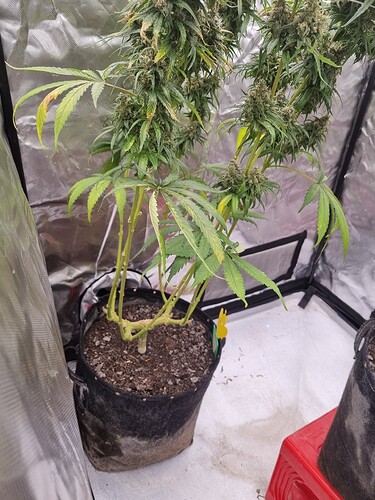Growreport Bild 47