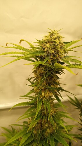 Growreport Bild 10