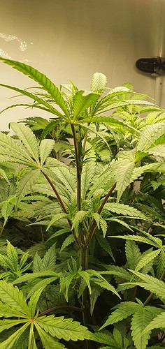 Growreport Bild 6