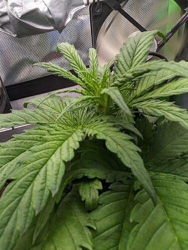 Growreport Bild 3