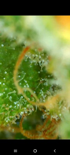 Growreport Bild 41