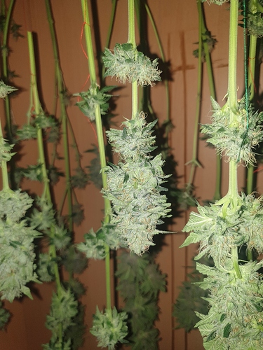 Growreport Bild 4