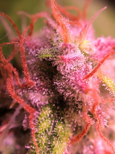 Growreport Bild 31