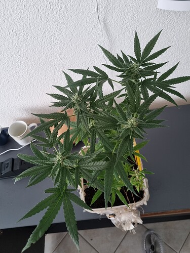 Growreport Bild 4