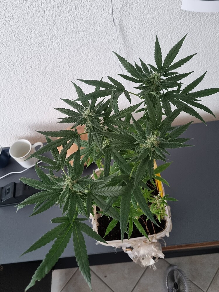 Gorilla Skittlez Mein erster Homegrow