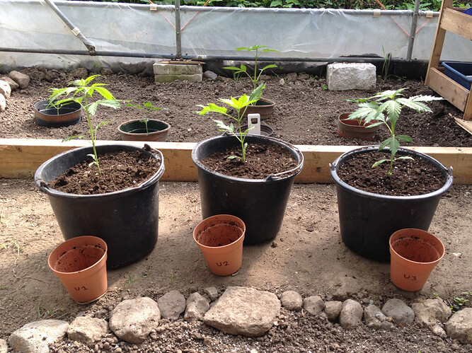 Growreport Bild 55