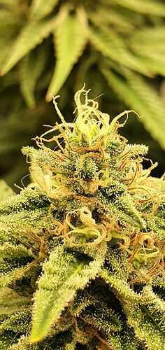 Growreport Bild 2