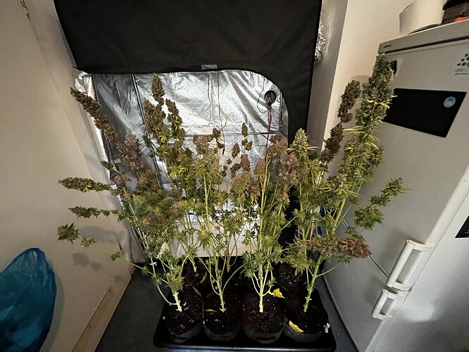 Growreport Bild 6