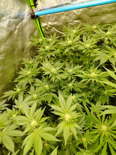 Growreport Bild 9