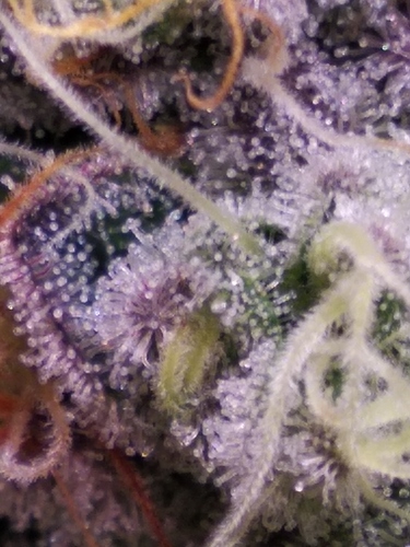 Growreport Bild 5