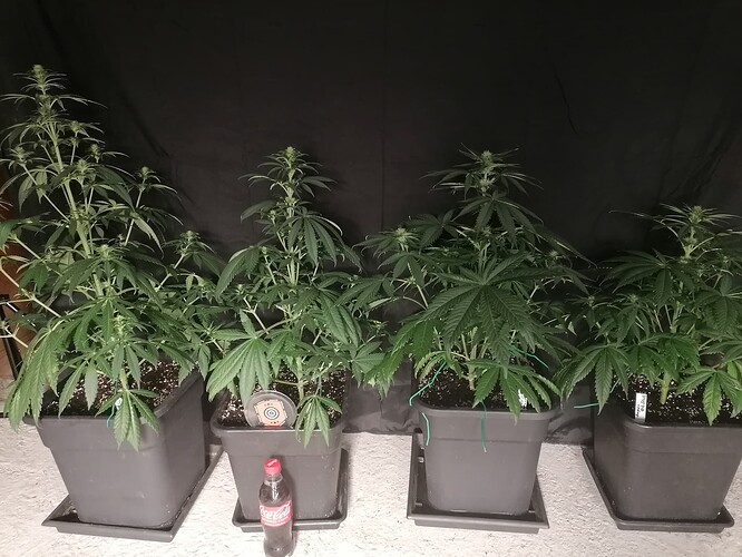 Growreport Bild 10