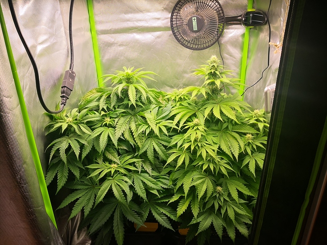 Growreport Bild 2