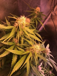 Growreport Bild 53