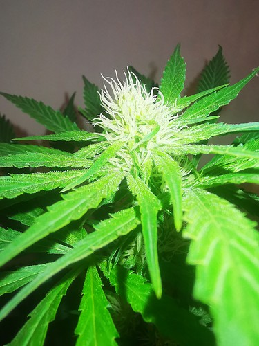Growreport Bild 3
