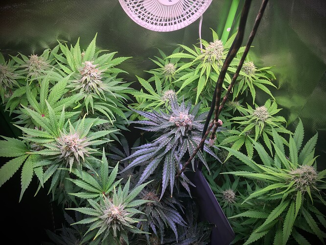 Growreport Bild 1