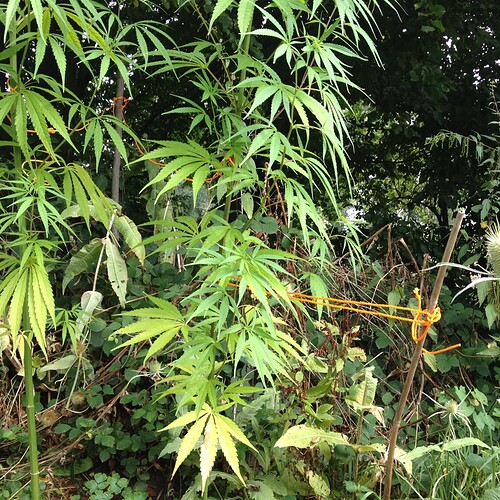 Growreport Bild 29
