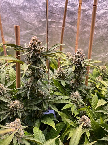 Growreport Bild 3
