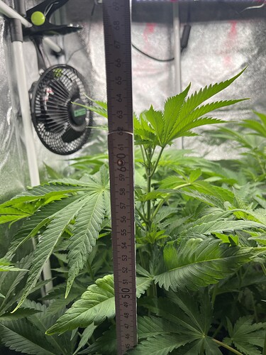 Growreport Bild 5