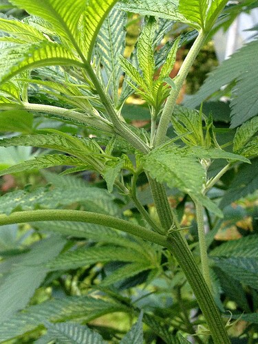 Growreport Bild 34