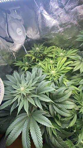 Growreport Bild 1