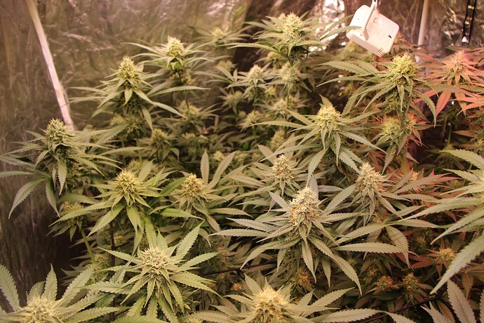 Growreport Bild 4