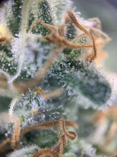 Growreport Bild 12