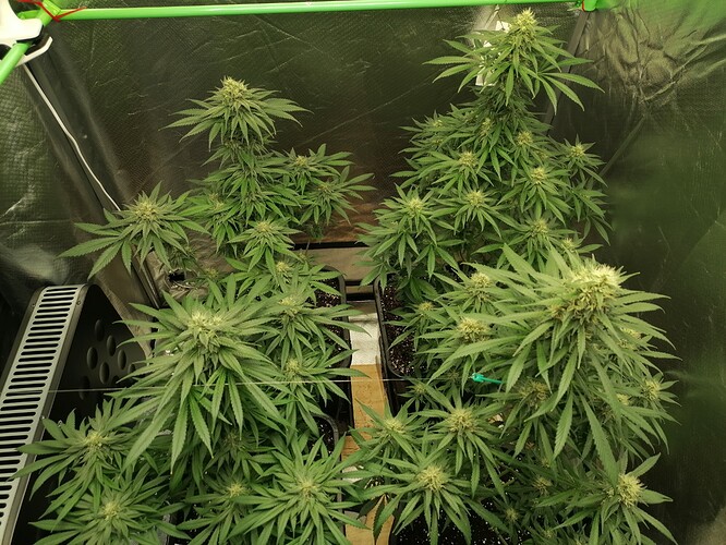 Growreport Bild 5