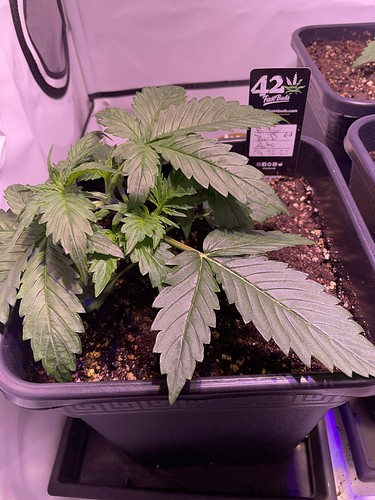 Growreport Bild 26