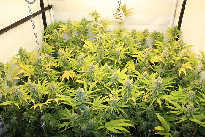 Growreport Bild 2
