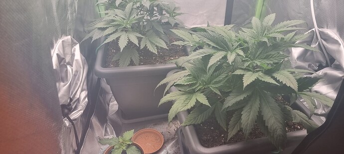 Growreport Bild 1
