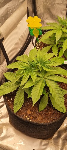 Growreport Bild 3
